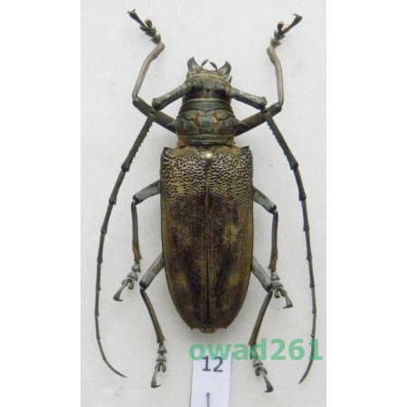 Batocera gigas (Drapiez, 1819) female Indonesia, Java Is 46mm12
